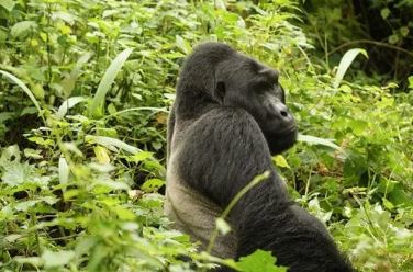 Bwindi Gorilla Tour Adventure: Luxury Gorilla Safari
