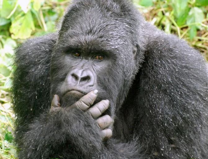 Uganda Gorilla Adventure from Kigali