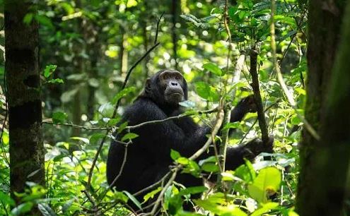 Uganda Primates & Wildlife Safari