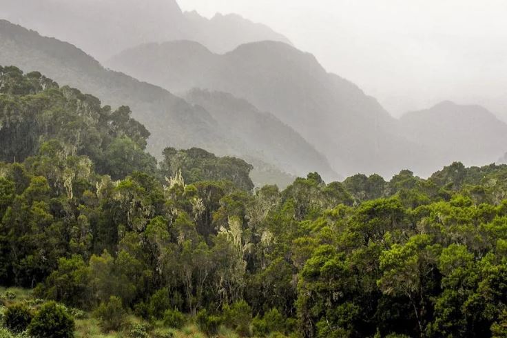 Luxury Uganda Wildlife Safari