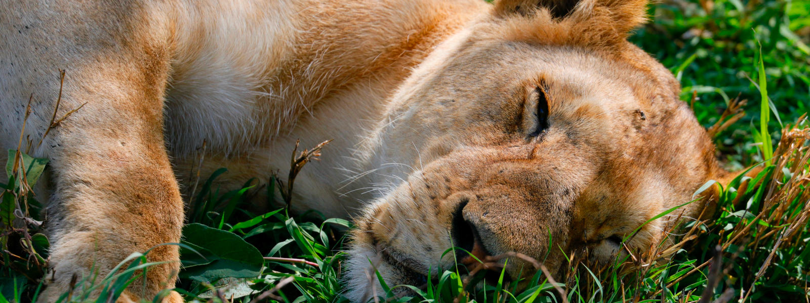 6 Day Budget Camping Safari