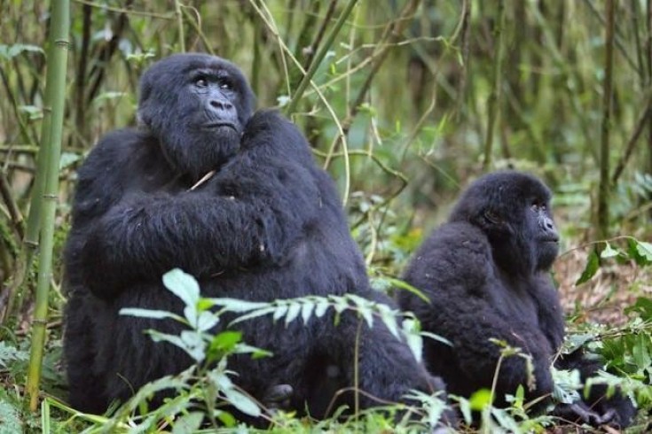 Rwanda Safari Tour