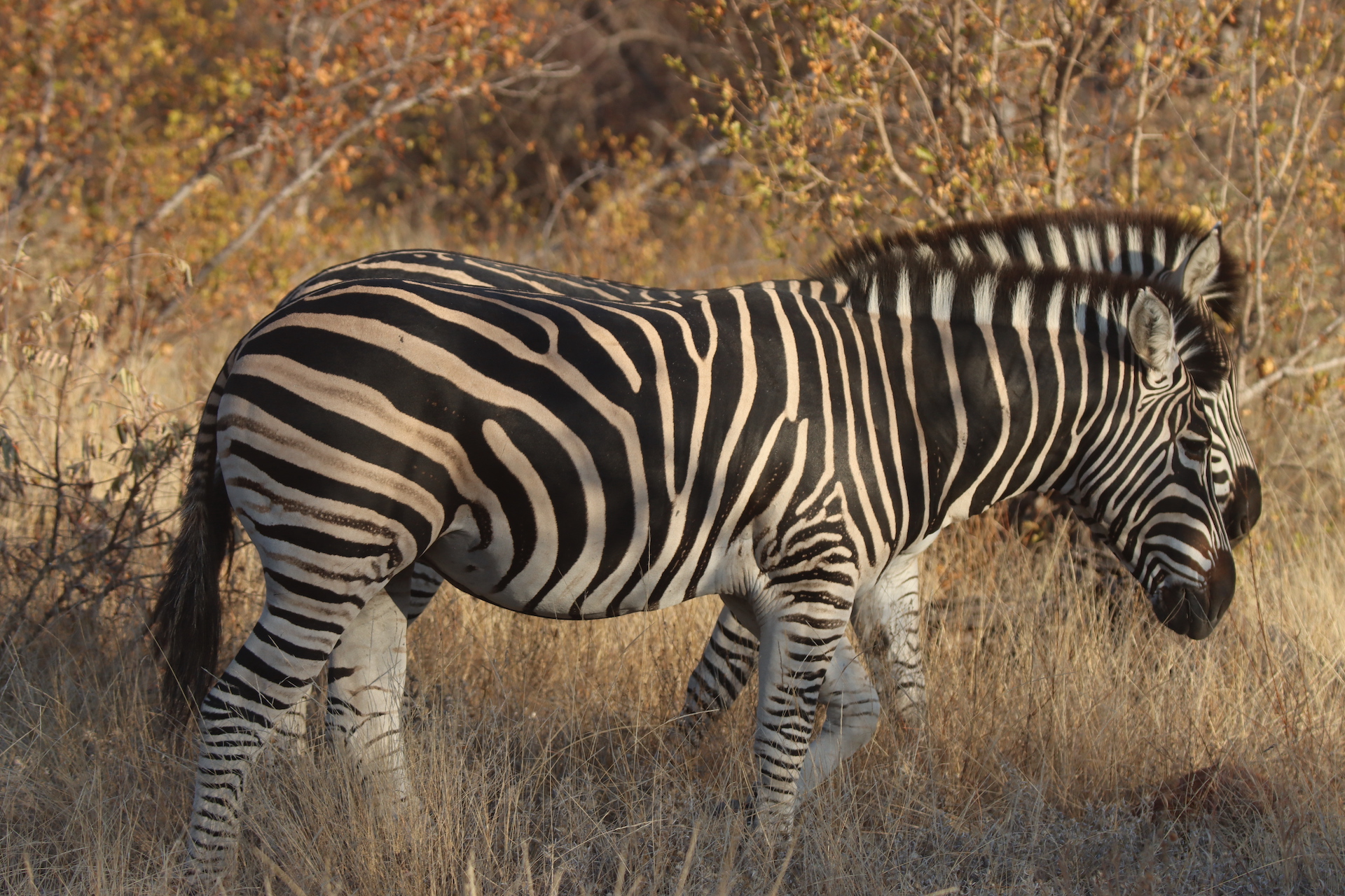 Bush & Leopards Safari