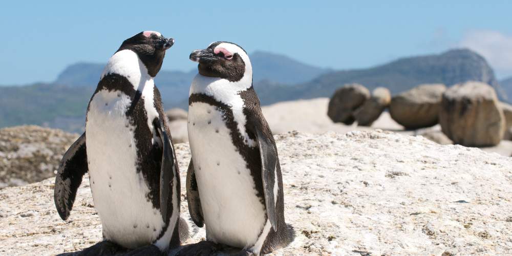 Cape Town, Victoria Falls & Chobe