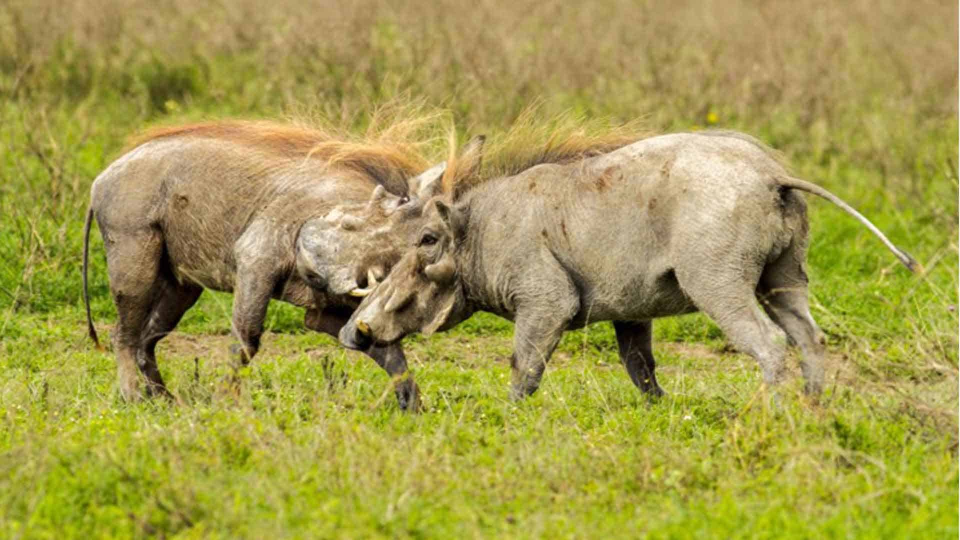 5 Day Safari Tour to Africa - Serengeti Authenticity