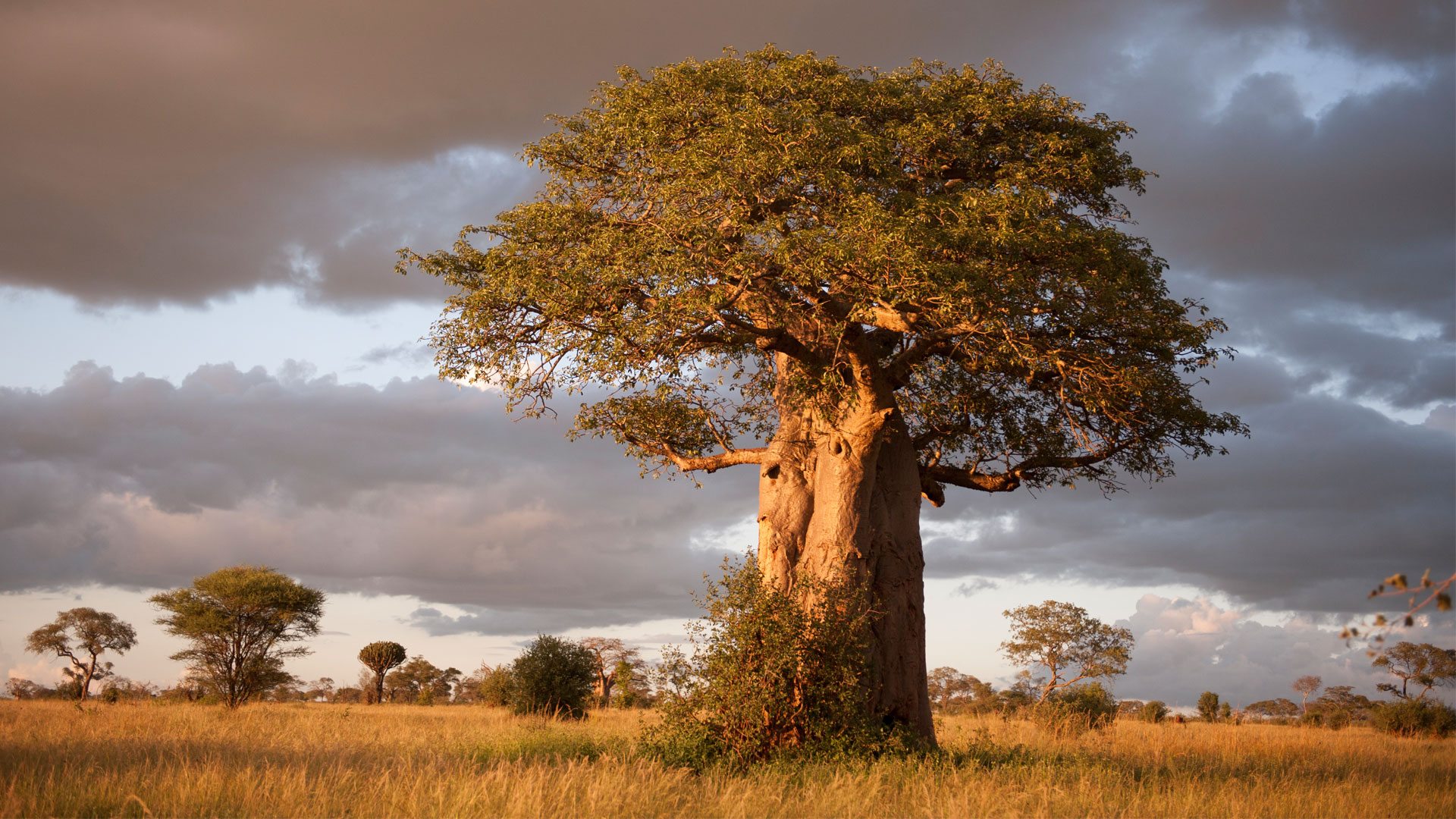 7 Day Mid-Rand Safari Tour