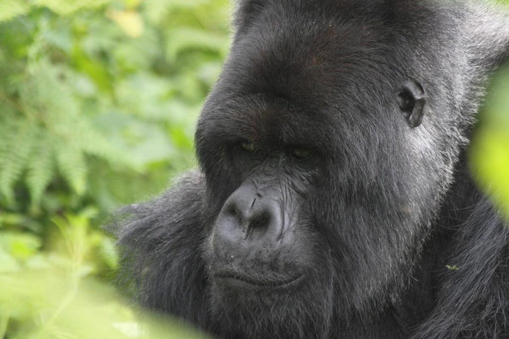 Uganda Safari Adventure