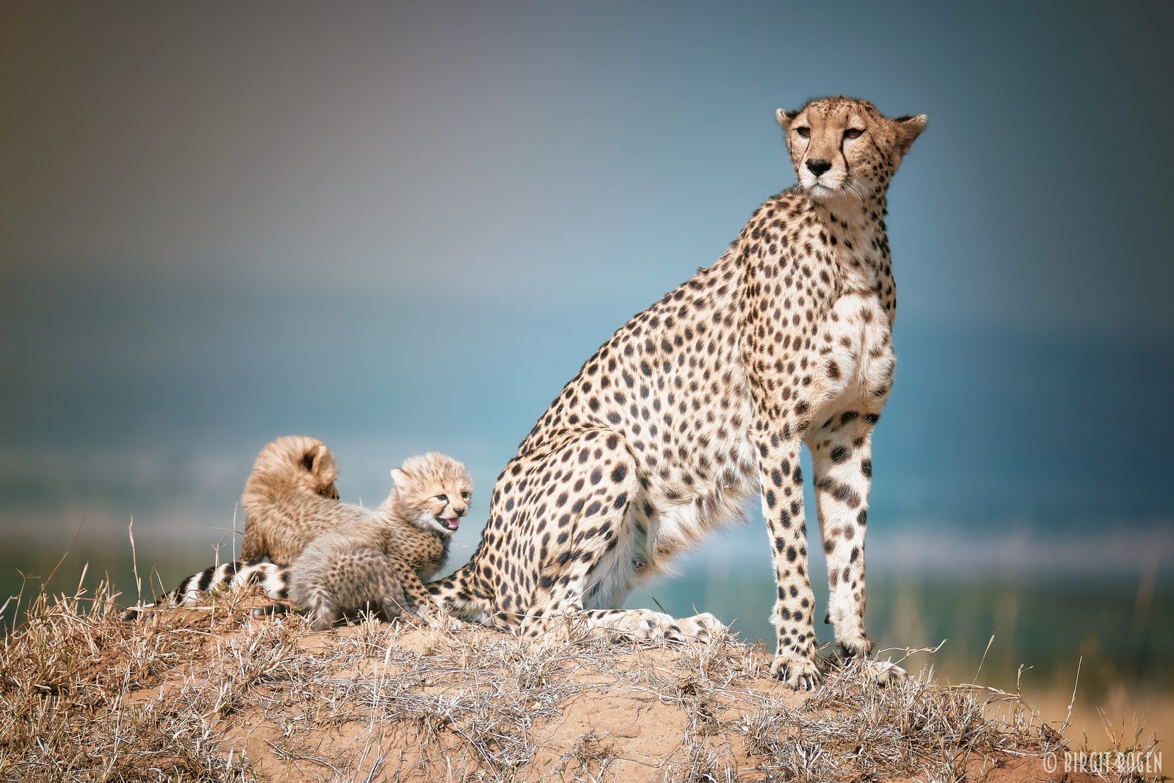 The Triple Treat Safari