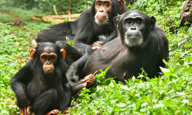 4 Day Chimpanzee Trekking in Kibale