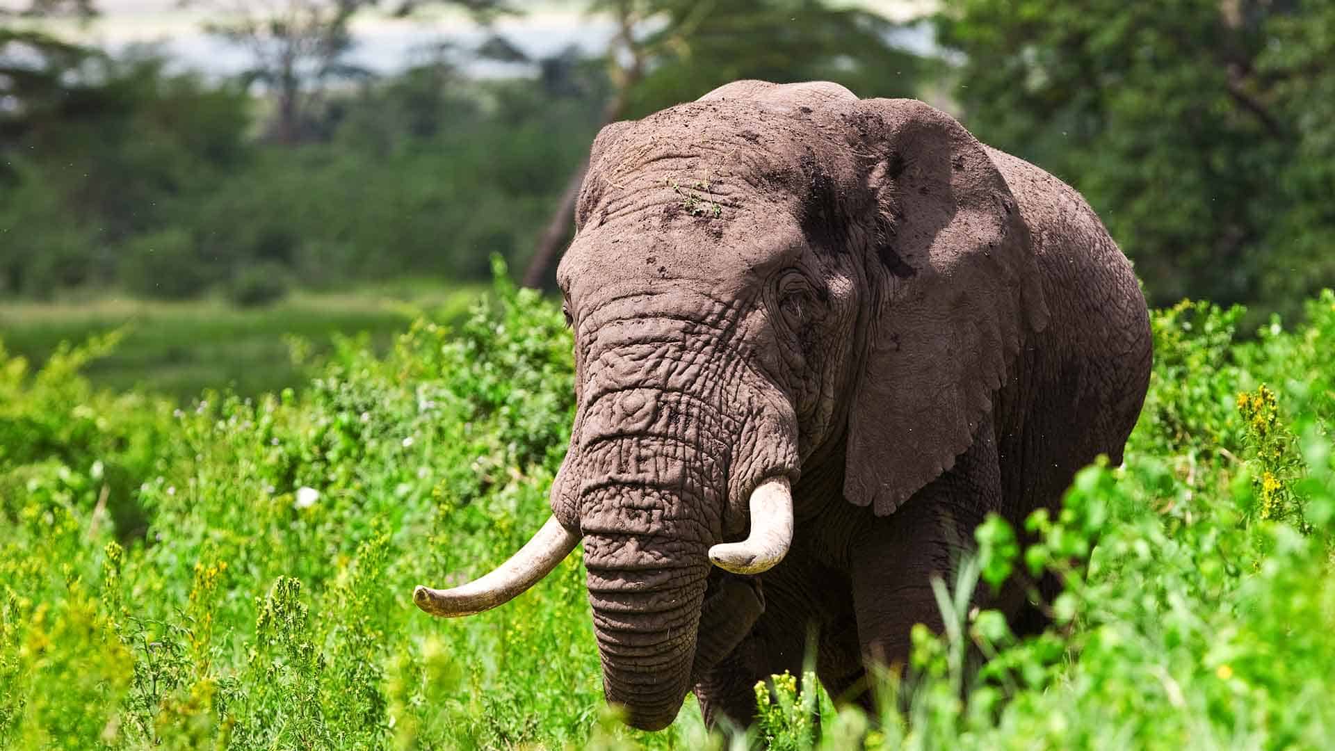 7 Day Great Migration African Safari - Green Season