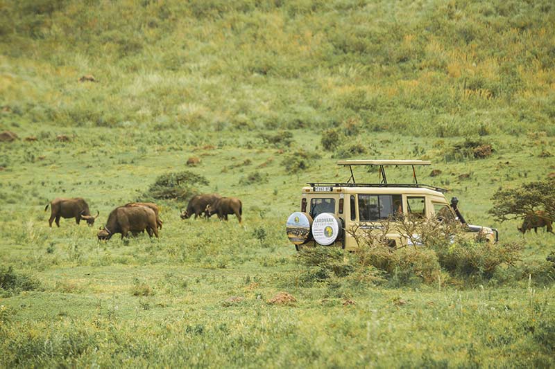 Affordable Loge Safari in Tanzania
