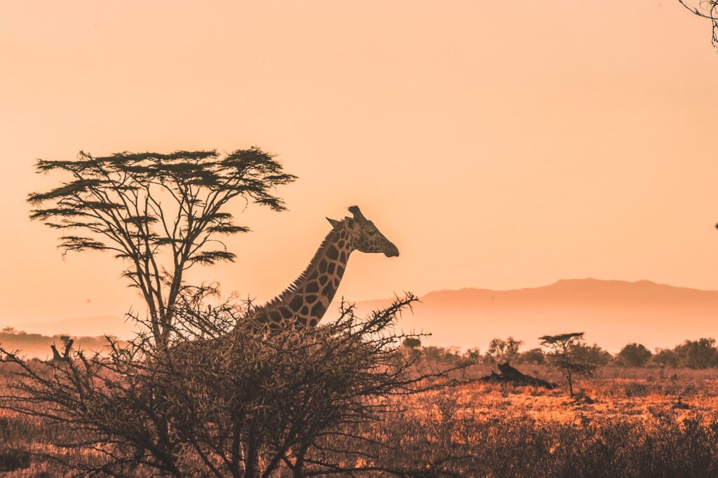 Tanzania Drive in Fly out Luxury Safari