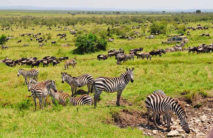 Masai Mara Migration Safari
