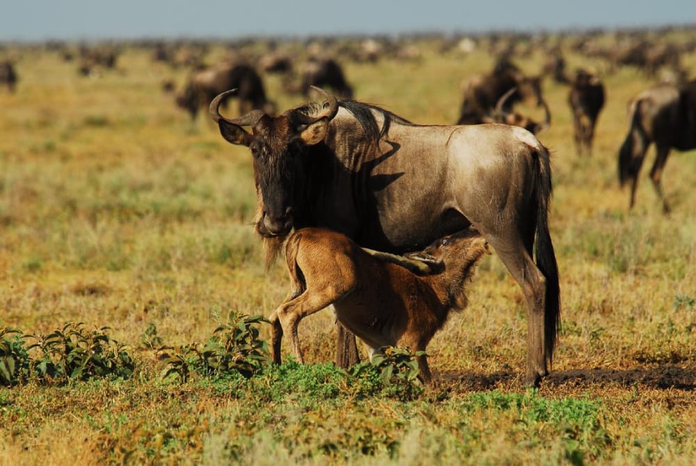 Amboseli and Masai Mara Air Safari Package
