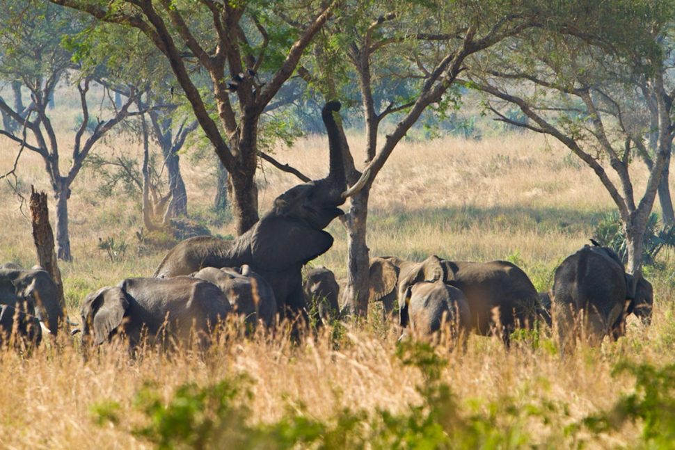 Uganda Classic Highlights Safari