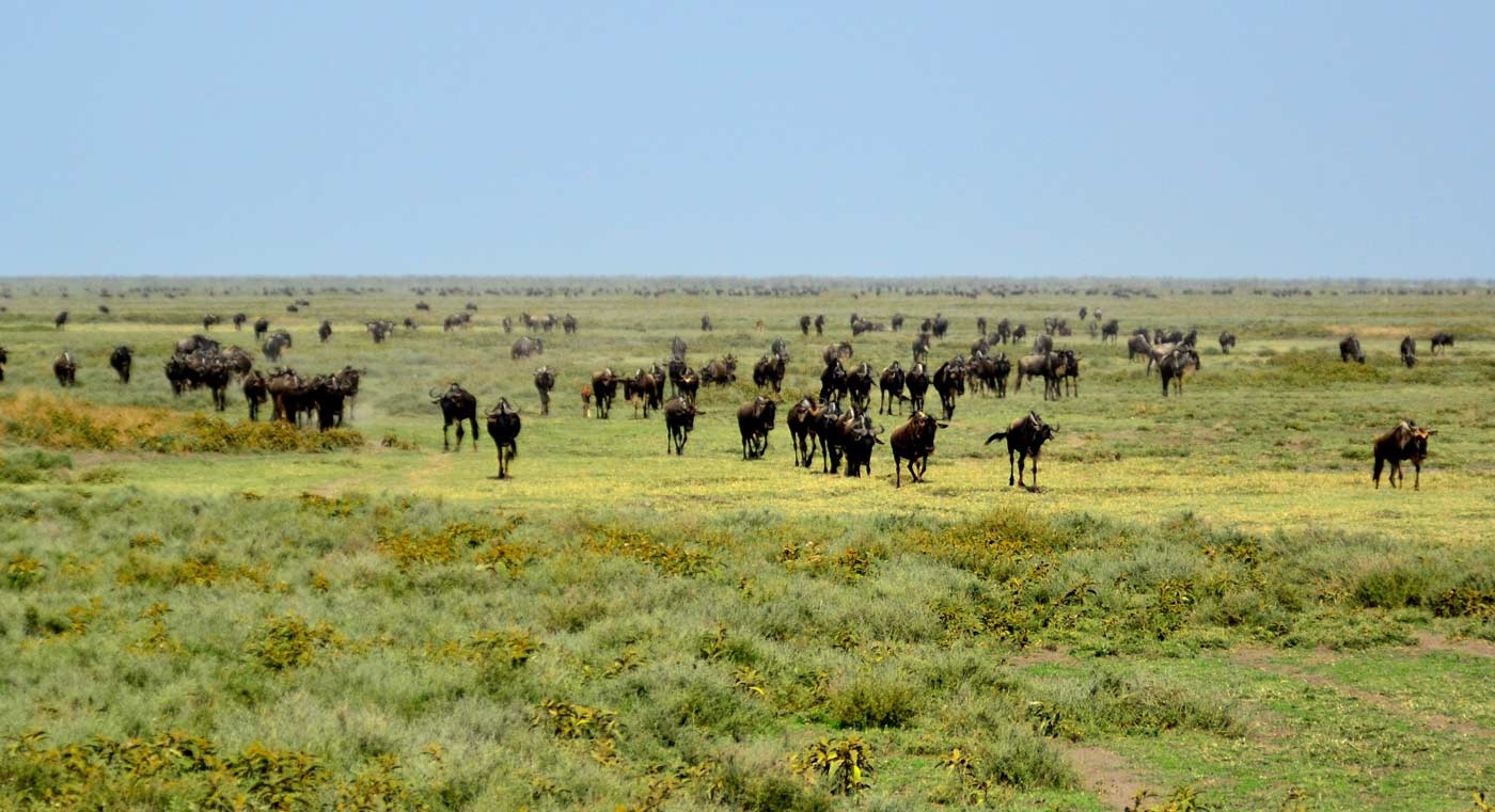 Great Wildebeest Migration at Ndutu Region
