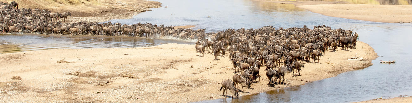 Tanzania Northern Migration Safari