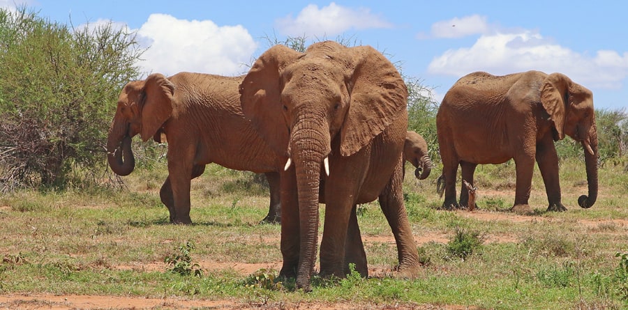 Kenya’s Elevated Horizons Safari