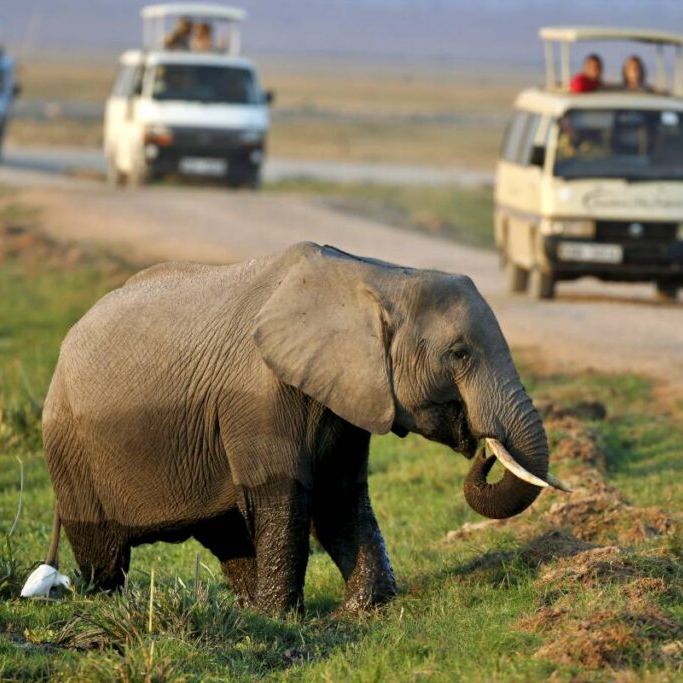 6 Day Kenya Safari Tour - Wildlife Adventures