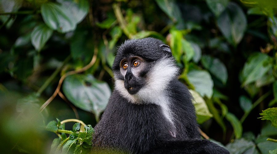 5 Days Gorilla Safaris Uganda