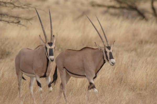 12 Days Kenya Highlights