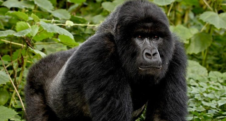 1 Day Bwindi Gorilla Trekking