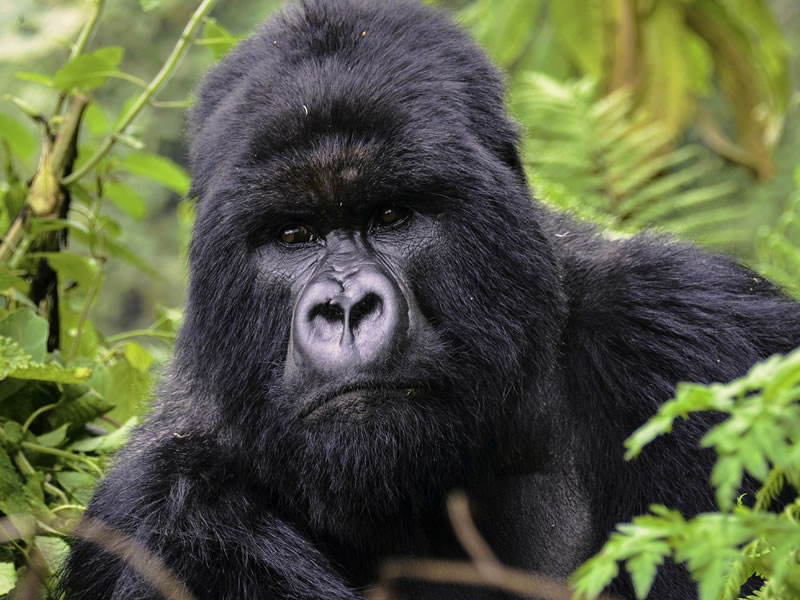 3 Days Uganda Gorilla Safari