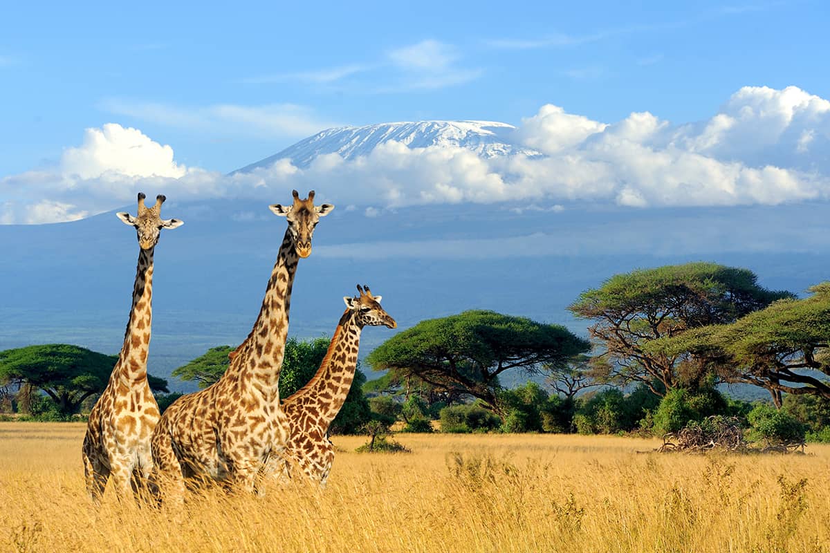 7 Day Grand Safari