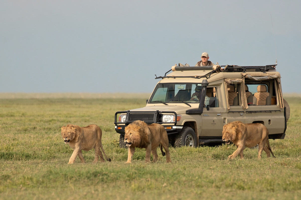 3 Day Serengeti National Park Safari