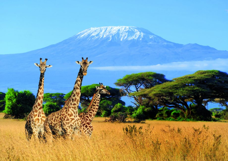 13 Day Best of Kenya & Tanzania Safari Tour