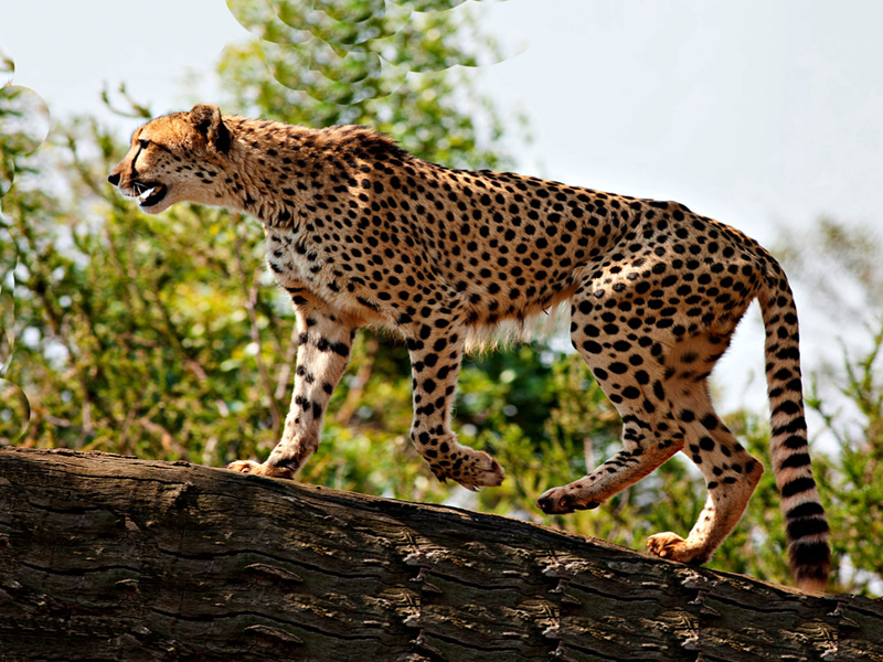 7 Days Kidepo, Sipi & Jinja Adventure