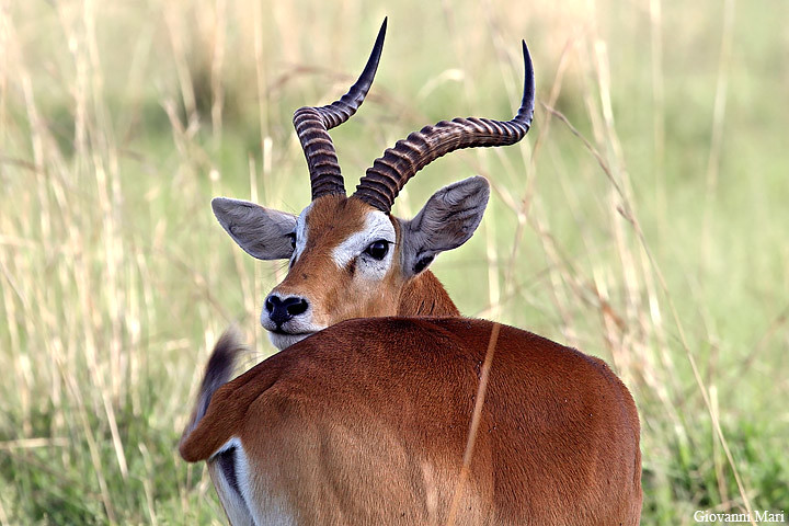 10 Days Rwanda Safari