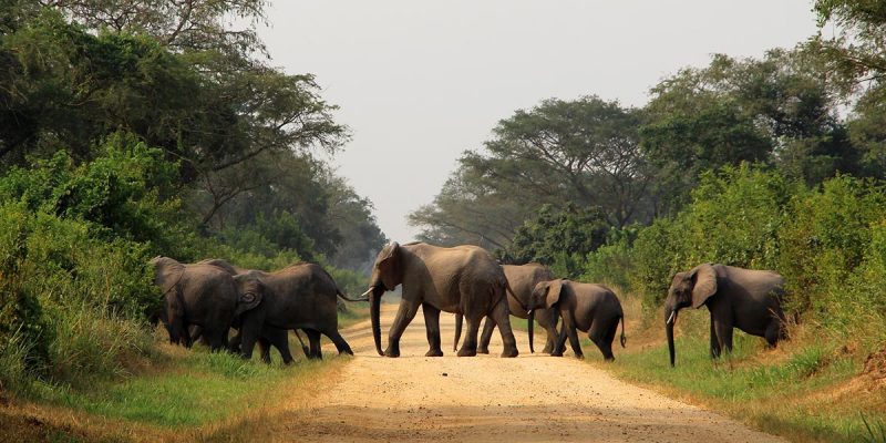 16-Days Uganda Wildlife Safari with Giant African Primates & Game Excursions