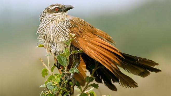 Birding & Mammals