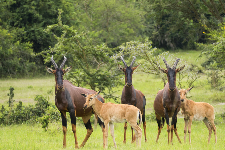 8 Day Uganda Gorilla Trekking Tour