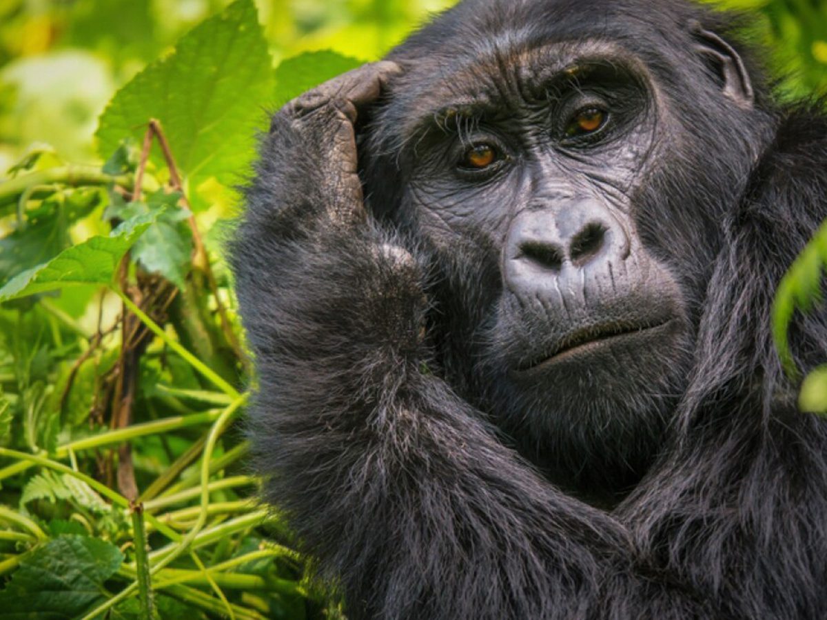 9 Days Best of Uganda Safari with Gorillas