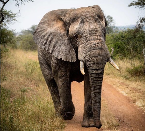 4 Days Rwanda’s Wildlife Safaris & Chimpanzee Trekking Experiences