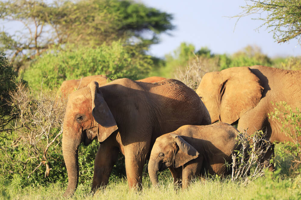 3 Day Masai Mara National Reserve Exploration