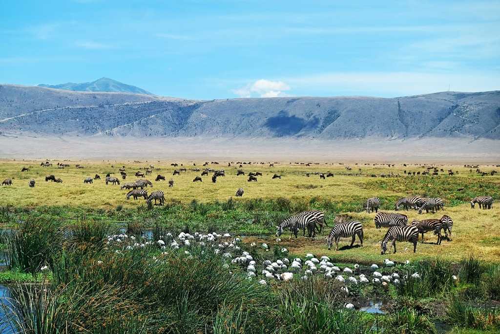 12 Days Kenya Tanzania Joining Wildlife Safaris