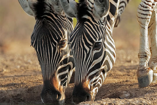 3 Days Tsavo East & Amboseli Safari