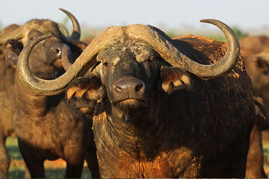 3 Days Tsavo East & Taita Hills Salt Lick Safari