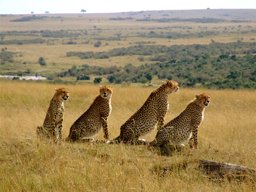 3 Days Kenya Wildlife Safari