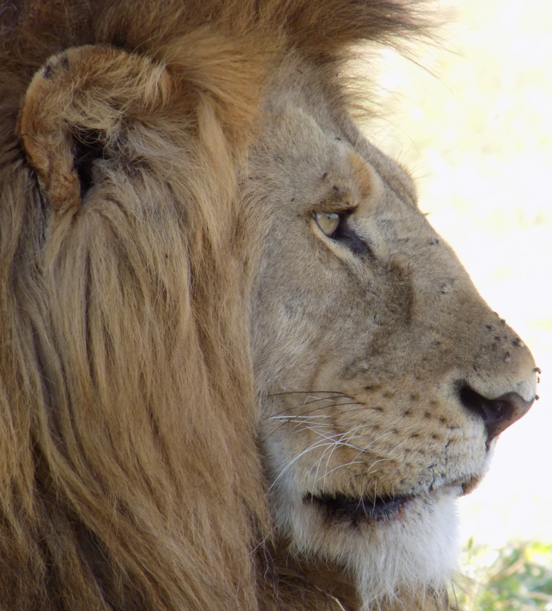 3 Day Tanzania Wildlife Safari