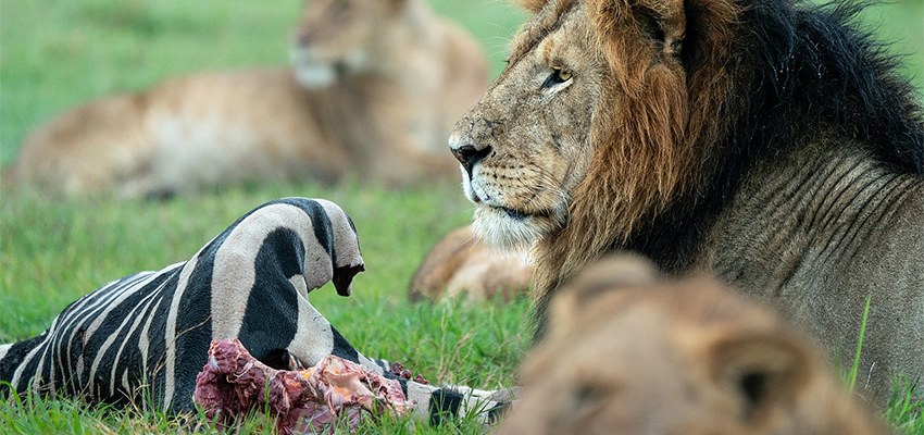 6 Days Masai Mara, Lake Nakuru, Amboseli Safaris