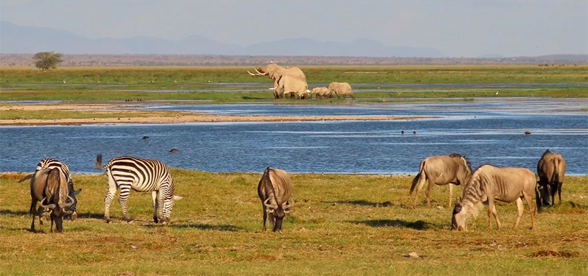 4 Days Masai Mara, Lake Nakuru & Amboseli Camping Safari