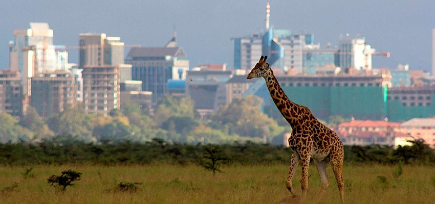 1 Day Nairobi National Park Safari