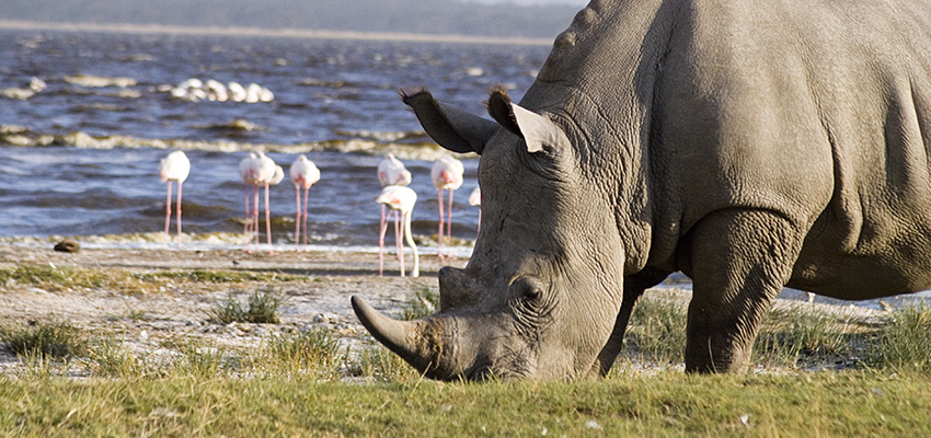 5 Days Masai Mara, Lake Nakuru & Lake Naivasha