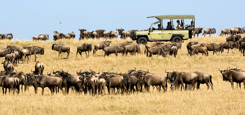 3 Days Wildebeest Migration Safari