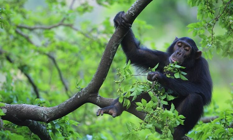 5 Days Chimps Trekking & Murchison Falls Wildlife Safari Tour