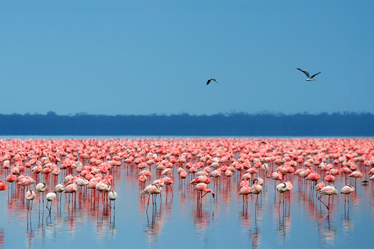 5 Days Masai Mara, Lake Nakuru & Lake Naivasha Camping Safari